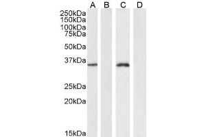 Image no. 5 for anti-Forkhead Box L2 (FOXL2) (C-Term) antibody (ABIN185040)