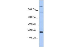 Image no. 1 for anti-Hematological and Neurological Expressed 1 (HN1) (C-Term) antibody (ABIN2786541)