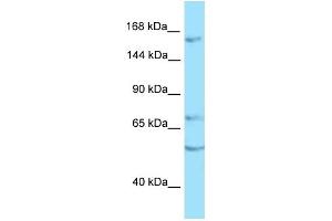 Image no. 1 for anti-Receptor Protein Tyrosine Phosphatase (PTPRT) (C-Term) antibody (ABIN2789503)