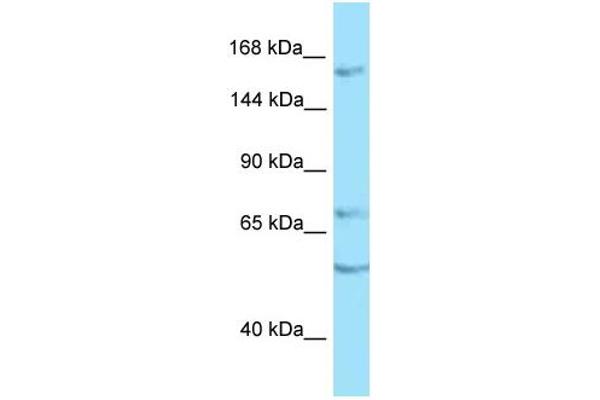 anti-Receptor Protein Tyrosine Phosphatase (PTPRT) (C-Term) antibody