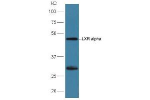 Image no. 1 for anti-Nuclear Receptor Subfamily 1, Group H, Member 3 (NR1H3) (AA 361-447) antibody (ABIN2177438)