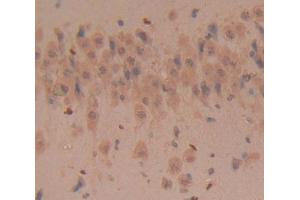 Image no. 2 for anti-CD160 (CD160) (AA 33-171) antibody (ABIN5013347)