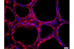 Image no. 4 for anti-Solute Carrier Family 5 (Sodium/iodide Cotransporter), Member 5 (SLC5A5) (AA 525-618) antibody (ABIN668751)
