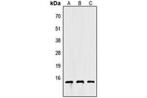 Image no. 1 for anti-Apolipoprotein C-IV (APOC4) (C-Term) antibody (ABIN2704488)