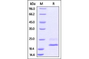 Biotinylated Mouse TNF-alpha Protein, His Tag on SDS-PAGE under reducing (R) condition.