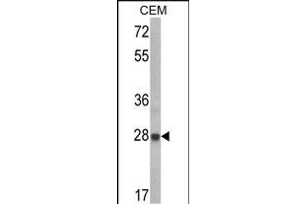IGFBP6 antibody  (C-Term)