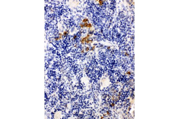 Leupaxin antibody  (N-Term)