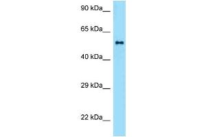 anti-Zinc Finger and BTB Domain Containing 37 (ZBTB37) (Middle Region) antibody