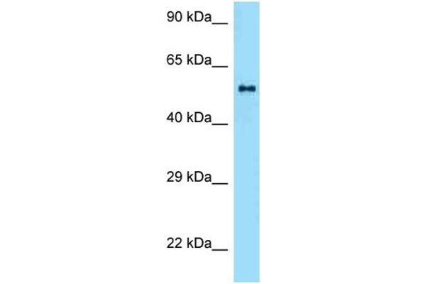 anti-Zinc Finger and BTB Domain Containing 37 (ZBTB37) (Middle Region) antibody