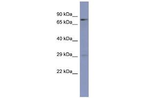 Image no. 1 for anti-Purine-Rich Element Binding Protein B (PURB) (N-Term) antibody (ABIN2776605)
