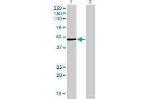 Image no. 2 for anti-Interferon Regulatory Factor 4 (IRF4) (AA 342-451) antibody (ABIN561526)
