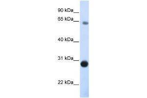 Image no. 1 for anti-Der1-Like Domain Family, Member 3 (DERL3) (C-Term) antibody (ABIN634939)