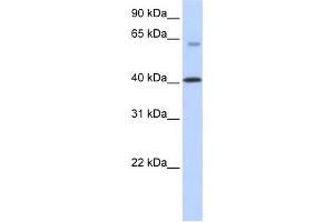 Image no. 1 for anti-Transmembrane Protein 195 (TMEM195) (N-Term) antibody (ABIN2781882)