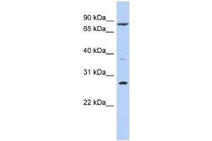 Image no. 1 for anti-Kruppel-Like Factor 12 (KLF12) (N-Term) antibody (ABIN927411)