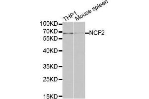 Image no. 3 for anti-Neutrophil Cytosolic Factor 2 (NCF2) antibody (ABIN3021641)