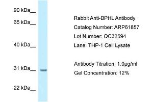 BPHL antibody  (N-Term)