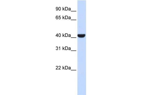 ERLIN2 antibody  (Middle Region)
