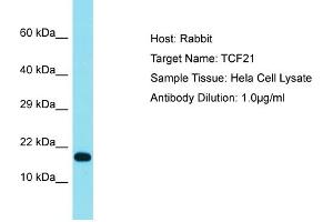 Image no. 3 for anti-Transcription Factor 21 (TCF21) (N-Term) antibody (ABIN2777930)