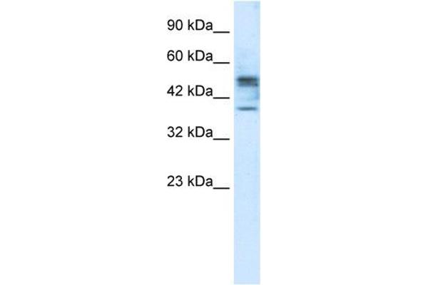 CHST4 antibody  (Middle Region)