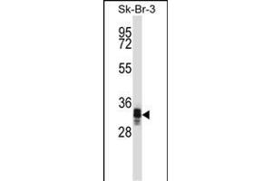 UBXN10 Antibody (Center) (ABIN1537898 and ABIN2849326) western blot analysis in SK-BR-3 cell line lysates (35 μg/lane).