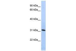Image no. 1 for anti-Synaptogyrin 4 (SYNGR4) (N-Term) antibody (ABIN6740995)