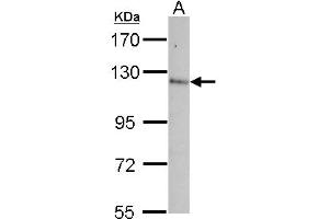 anti-Contactin 5 (CNTN5) (AA 703-920) antibody