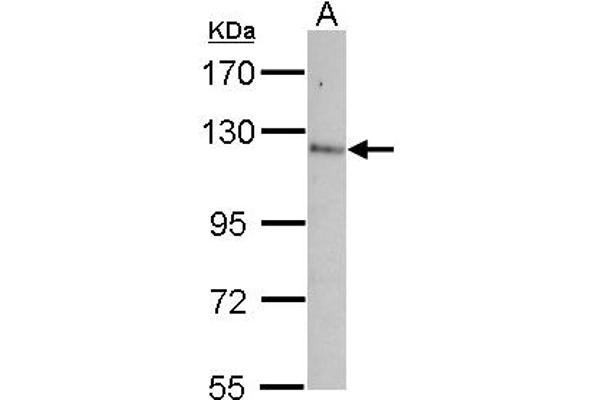 anti-Contactin 5 (CNTN5) (AA 703-920) antibody
