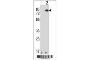 Image no. 2 for anti-Homeodomain Interacting Protein Kinase 4 (HIPK4) (AA 537-566), (C-Term) antibody (ABIN1882089)