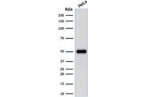 FOXA1 antibody  (AA 372-472)