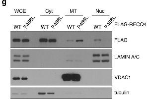 Image no. 1 for anti-DYKDDDDK Tag antibody (ABIN99294)