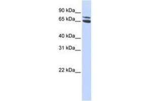 Image no. 1 for anti-Zinc Finger and BTB Domain Containing 48 (ZBTB48) (AA 468-517) antibody (ABIN6744232)