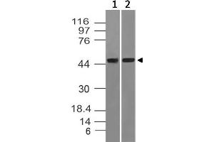 Image no. 1 for anti-tRNA Aspartic Acid Methyltransferase 1 (TRDMT1) antibody (ABIN5027475)