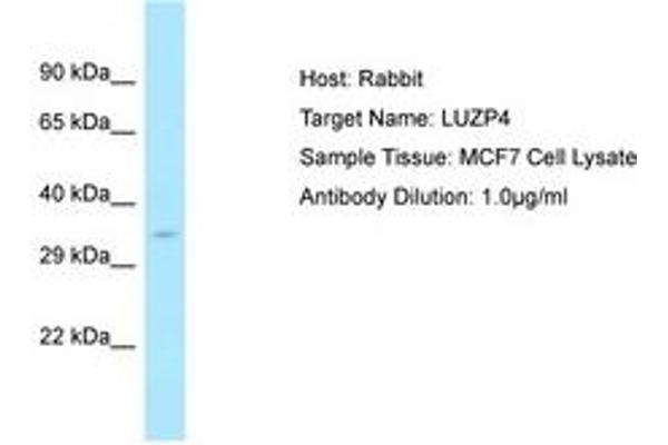 LUZP4 Antikörper  (AA 35-84)