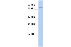 Image no. 1 for anti-F-Box Protein 42 (FBXO42) (Middle Region) antibody (ABIN632175)
