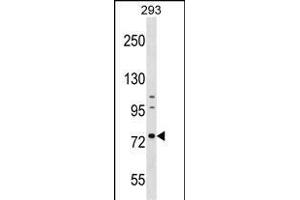 RNPEP Antibody (Center) (ABIN1538377 and ABIN2848965) western blot analysis in 293 cell line lysates (35 μg/lane).