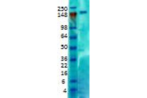 CNTNAP2 antibody  (Extracellular Domain)