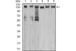 Image no. 1 for anti-Met Proto-Oncogene (MET) (AA 743-932) antibody (ABIN5542707)