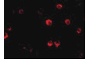 Image no. 2 for anti-Amino-terminal Enhancer of Split (AES) (N-Term) antibody (ABIN6655675)