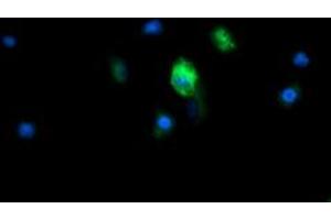Image no. 6 for anti-Mitochondrial Ribosomal Protein S34 (MRPS34) antibody (ABIN1499566)