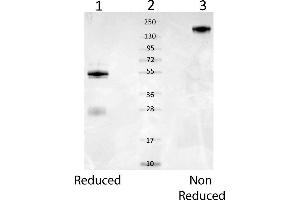 SDS-PAGE of rabbit anti-Mouse Serum Albumin.