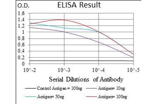 IL3RA anticorps  (AA 200-305)