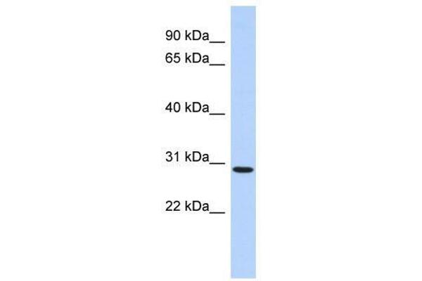 anti-SERTA Domain Containing 2 (SERTAD2) (N-Term) antibody