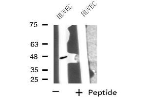 Image no. 1 for anti-Protein Phosphatase 1, Regulatory Subunit 7 (PPP1R7) (C-Term) antibody (ABIN6259256)