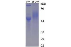 Image no. 3 for Immunoglobulin kappa (IgK) peptide (Ovalbumin) (ABIN5666231)