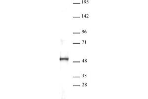 Image no. 1 for anti-Solute Carrier Family 7 (Cationic Amino Acid Transporter, Y+ System), Member 1 (SLC7A1) (C-Term) antibody (ABIN6971629)