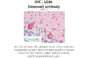 anti-Leucine-Rich Repeat LGI Family, Member 4 (LGI4) (Internal Region) antibody