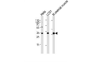 Image no. 1 for anti-Polymerase (RNA) II (DNA Directed) Polypeptide C, 33kDa (POLR2C) (AA 200-228), (C-Term) antibody (ABIN1881670)
