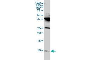RPL39L monoclonal antibody (M01), clone 4A8-1B6 Western Blot analysis of RPL39L expression in HL-60 .