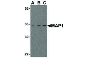 Image no. 1 for anti-Mannosidase Processing 1 (MAP1) (Internal Region) antibody (ABIN6656028)