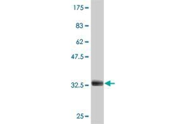 anti-ADAM Metallopeptidase Domain 29 (ADAM29) (AA 339-398) antibody